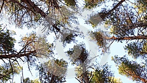 Pine in the forest swing in the wind. Looking up.