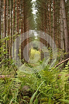 Pine forest. Tall pines and green fern leaves on the path. Sun. The concept of a warm autumn. Mushrooms