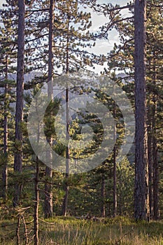 Pine forest on the Tara mountain