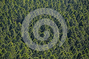 Pine forest, top view. Coniferous trees background