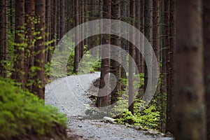 Pine Forest Trailhead