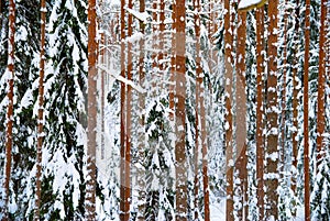 Pine forest tree trunks in winter day