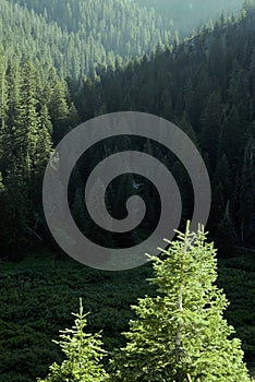 Pine Forest Trees in Wilderness and Mountains