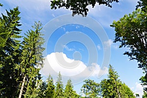 Pine forest under cloudy blue sky in mountain