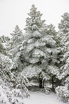 Pine forest under snow