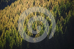 Pine forest under sunshine