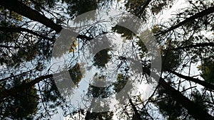 Pine forest view from below