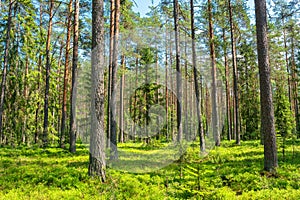 Pine forest view. Estonia