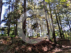 Pine forest view at Tana Toraja in Indonesia.