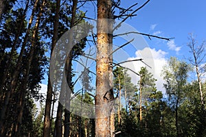 Pine forest on the Volga.