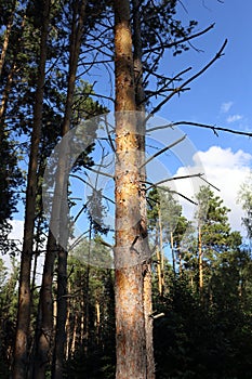 Pine forest on the Volga.