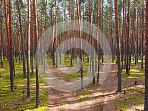 Pine forest, walk in the forest, tree trunks