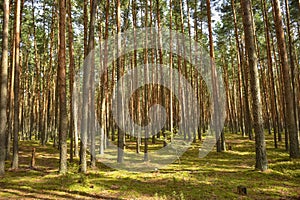 Pine forest, walk in the forest, tree trunks