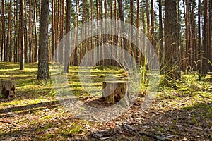 Pine forest, walk in the forest, tree trunks