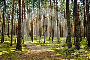Pine forest, walk in the forest, tree trunks