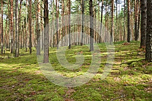 Pine forest, walk in the forest, tree trunks