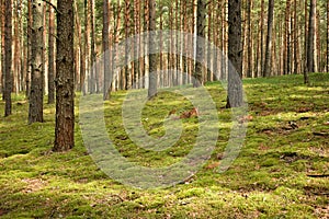 Pine forest, walk in the forest, tree trunks