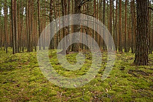 Pine forest, walk in the forest, tree trunks