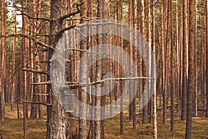 Pine forest, walk in the forest, tree trunks