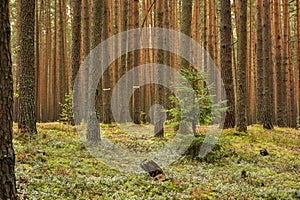 Pine forest, walk in the forest, tree trunks