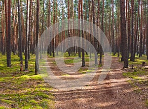 Pine forest, walk in the forest, tree trunks