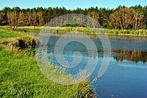 Pine forest and willows on the shore of the lake on the hills, on a background of blue sky, sunny spring day