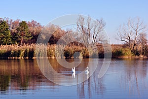 Pine forest and willows on the shore of the lake with two white swans, on a background of blue sky, sunny day