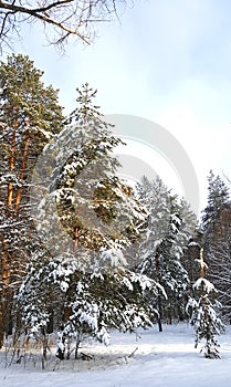 Pine forest in the winter