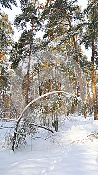 Pine forest in the winter