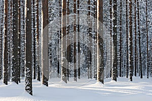 Snowy pine forest in winter