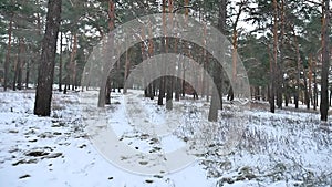 Pine forest winter christmas tree snow motion field in winter nature beautiful landscape