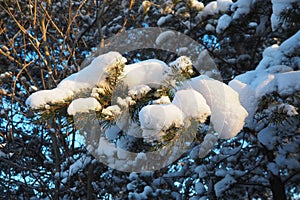 Pine forest in winter during the day in severe frost, Karelia. Snow on the coniferous branches. Frosty sunny weather