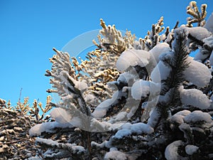 Pine forest in winter during the day in severe frost, Karelia. Snow on the coniferous branches. Frosty sunny weather