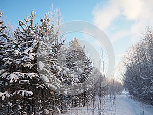 Pine forest in winter during the day in severe frost, Karelia. Snow on the coniferous branches. Frosty sunny weather