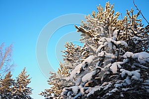 Pine forest in winter during the day in severe frost, Karelia. Snow on the coniferous branches. Frosty sunny weather