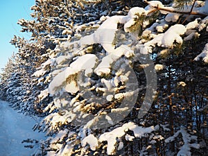 Pine forest in winter during the day in severe frost, Karelia. Snow on the coniferous branches. Frosty sunny weather