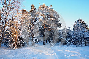 Pine forest in winter during the day in severe frost, Karelia. Snow on the coniferous branches. Frosty sunny weather