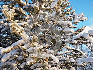 Pine forest in winter during the day in severe frost, Karelia. Snow on the coniferous branches. Frosty sunny weather