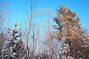 Pine forest in winter during the day in severe frost, Karelia. Snow on the coniferous branches. Frosty sunny weather