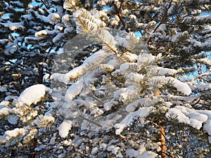 Pine forest in winter during the day in severe frost, Karelia. Snow on the coniferous branches. Frosty sunny weather