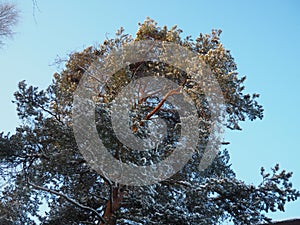 Pine forest in winter during the day in severe frost, Karelia. Snow on the coniferous branches. Frosty sunny weather