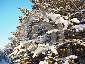 Pine forest in winter during the day in severe frost, Karelia. Snow on the coniferous branches. Frosty sunny weather