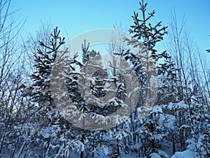 Pine forest in winter during the day in severe frost, Karelia. Snow on the coniferous branches. Frosty sunny weather