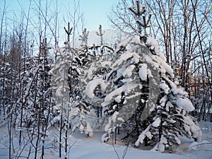 Pine forest in winter during the day in severe frost, Karelia. Snow on the coniferous branches. Frosty sunny weather