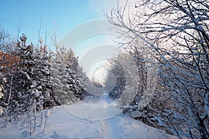 Pine forest in winter during the day in severe frost, Karelia. Snow on the coniferous branches. Frosty sunny weather