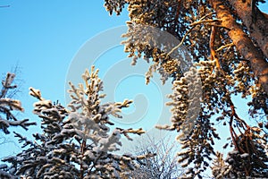 Pine forest in winter during the day in severe frost, Karelia. Snow on the coniferous branches. Frosty sunny weather