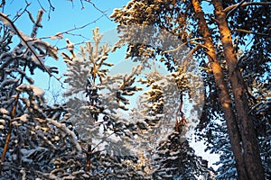 Pine forest in winter during the day in severe frost, Karelia. Snow on the coniferous branches. Frosty sunny weather