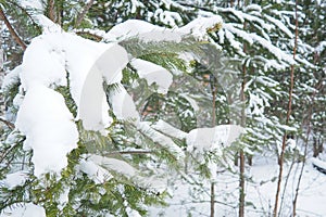 Pine forest in winter during the day in severe frost, Karelia. Snow on the coniferous branches. Frosty sunny weather