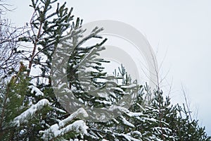 Pine forest in winter during the day in severe frost, Karelia. Snow on the coniferous branches. Frosty sunny weather