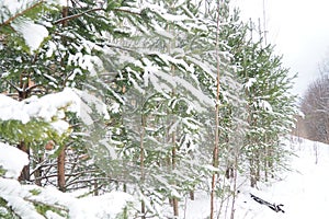 Pine forest in winter during the day in severe frost, Karelia. Snow on the coniferous branches. Frosty sunny weather